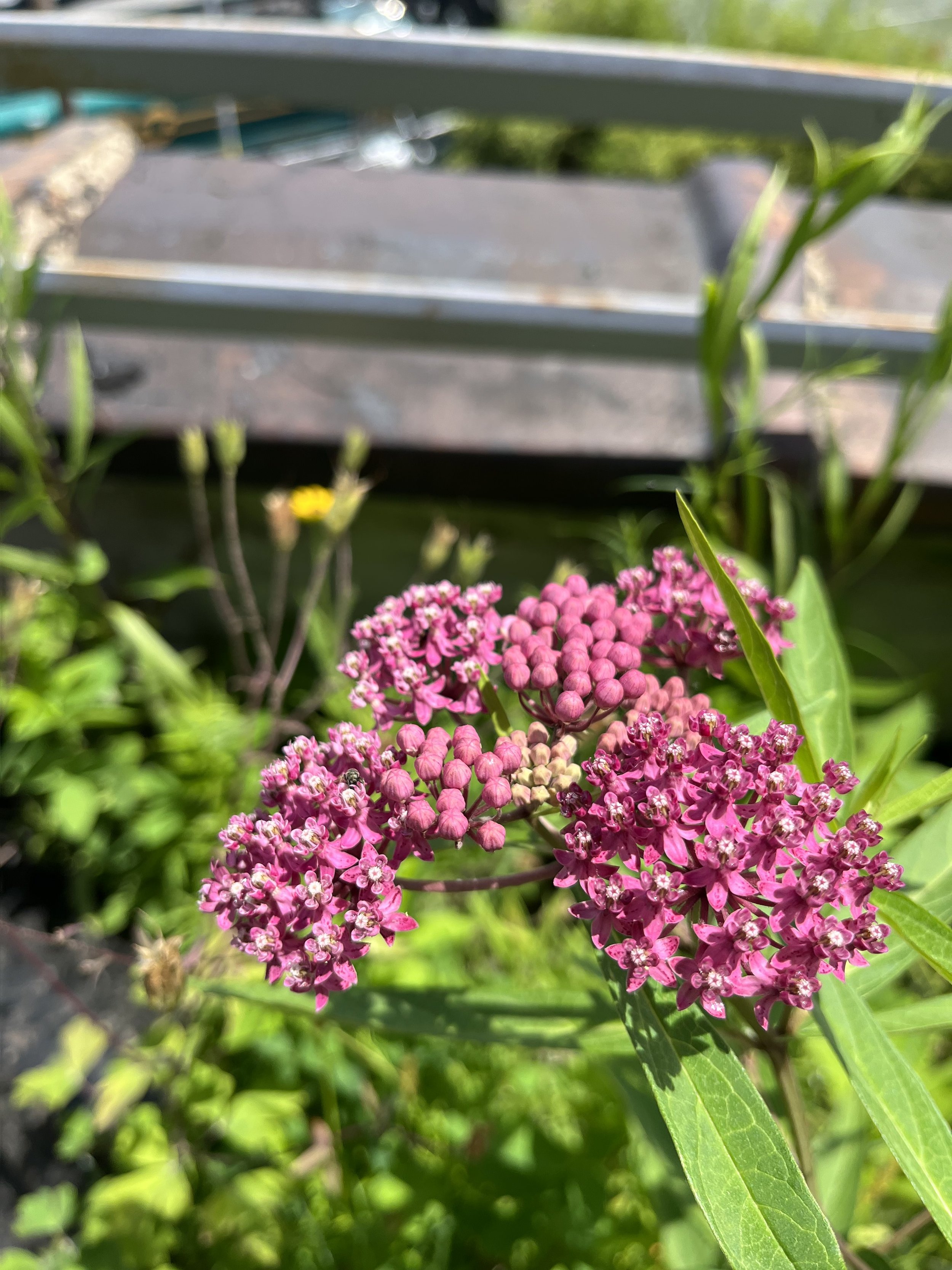 Swamp Milkweed, Asclepias incarnata