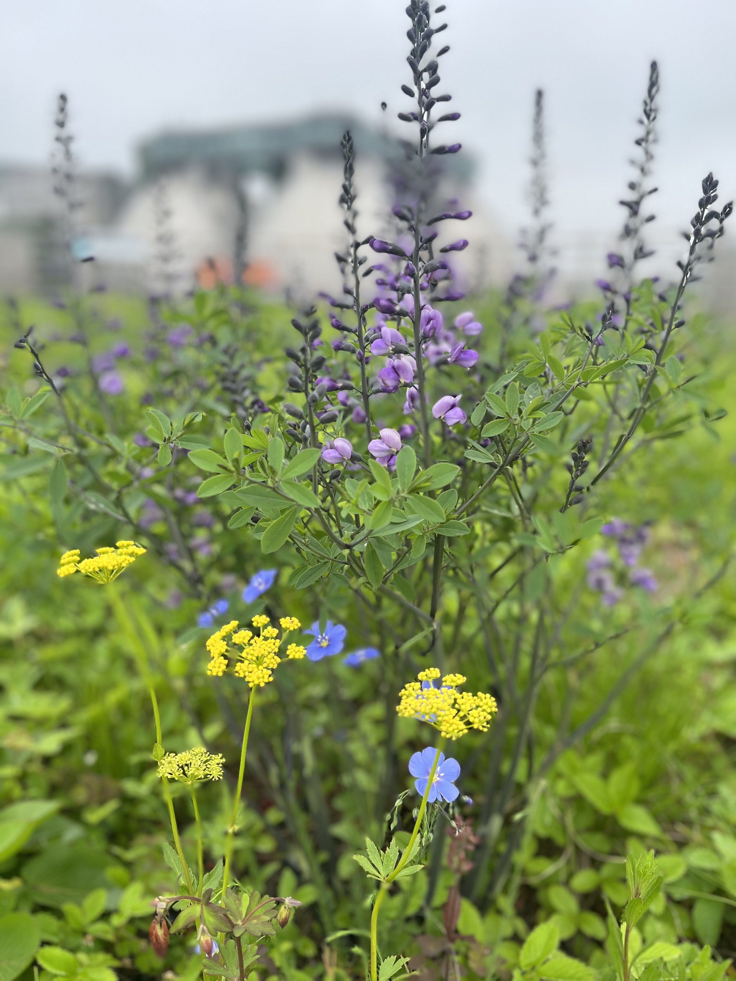 Blue False Indigo, Baptisia australis and Zizia aptere