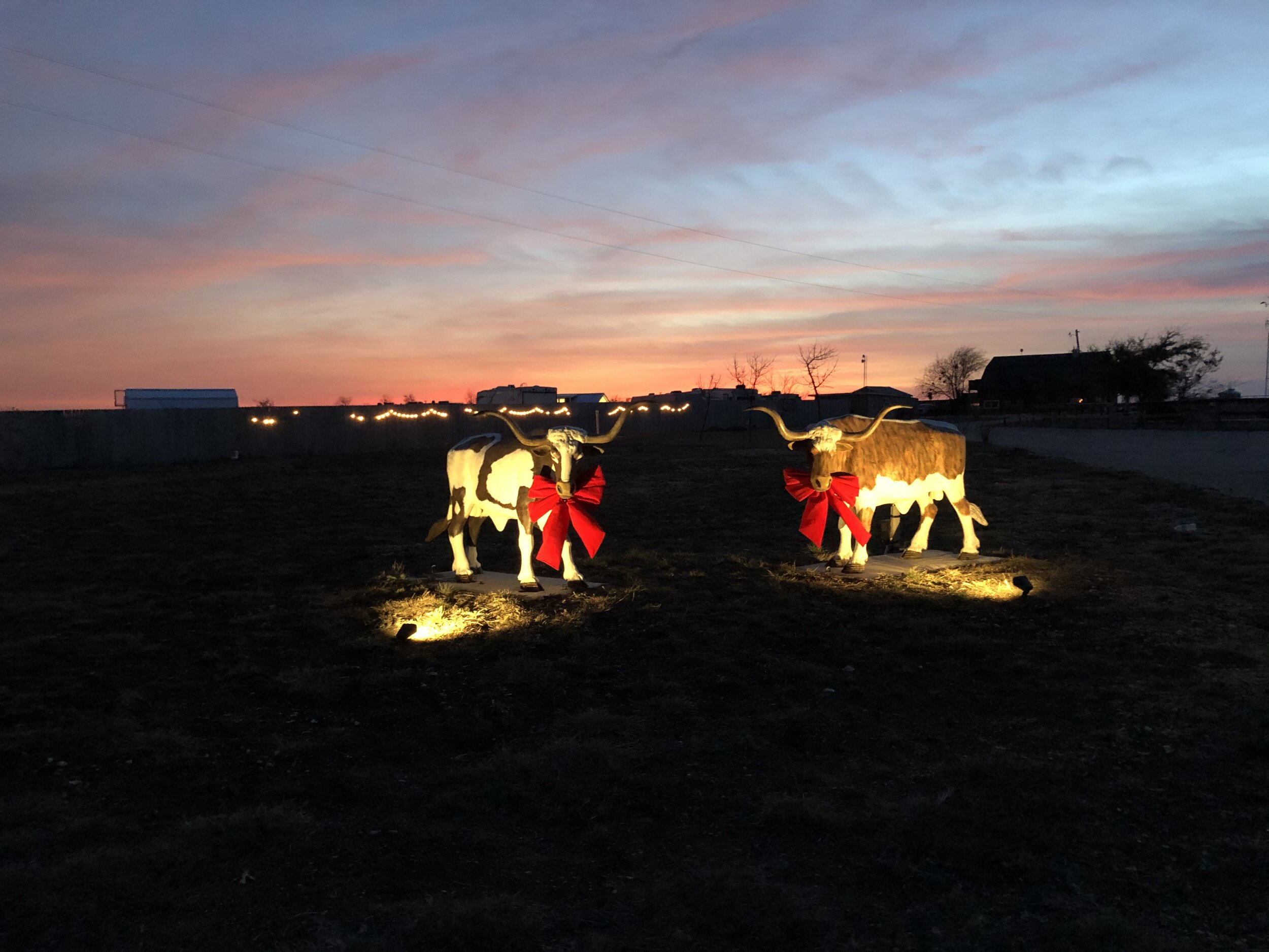 Christmas Longhorns at Red Barn Ranch RV Park.JPG