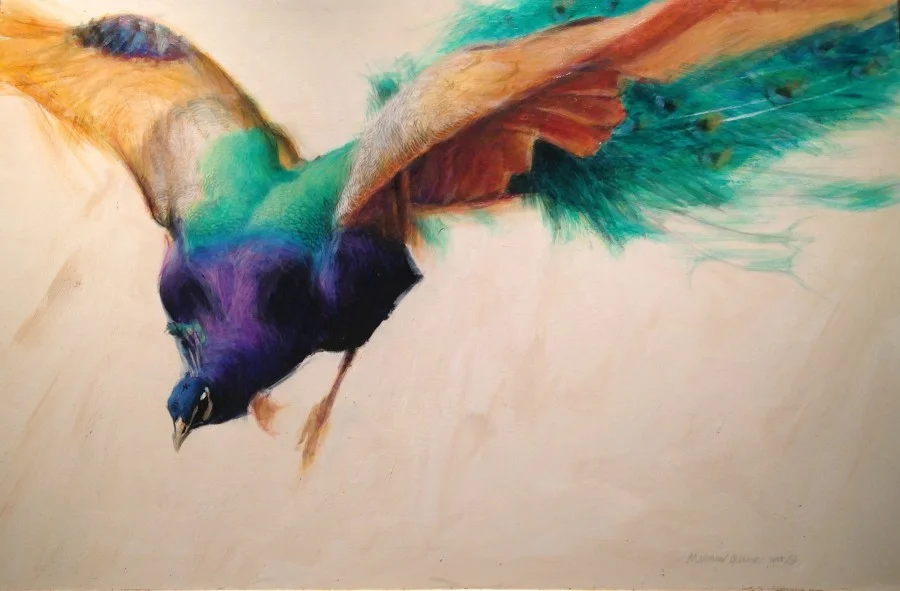 Peacock In Flight, Matthew Hillier