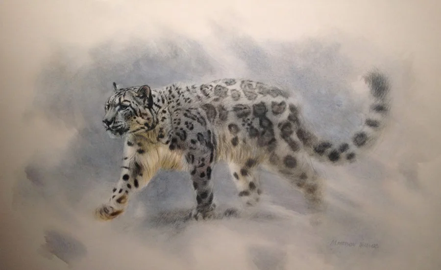 Snow Leopard, Matthew Hillier