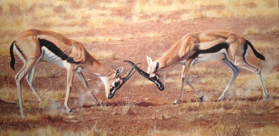Thompson Gazelles, Matthew Hillier