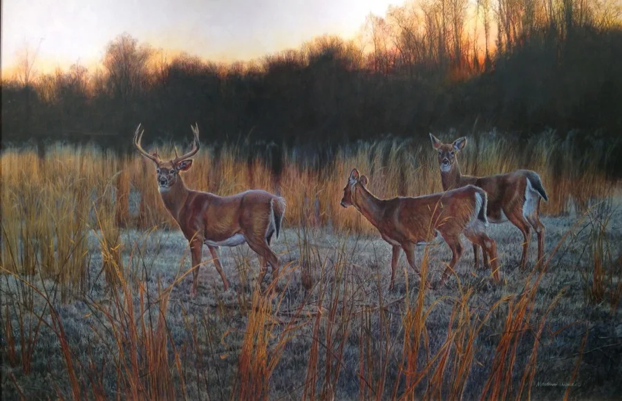 Winter Dawn, Matthew Hillier