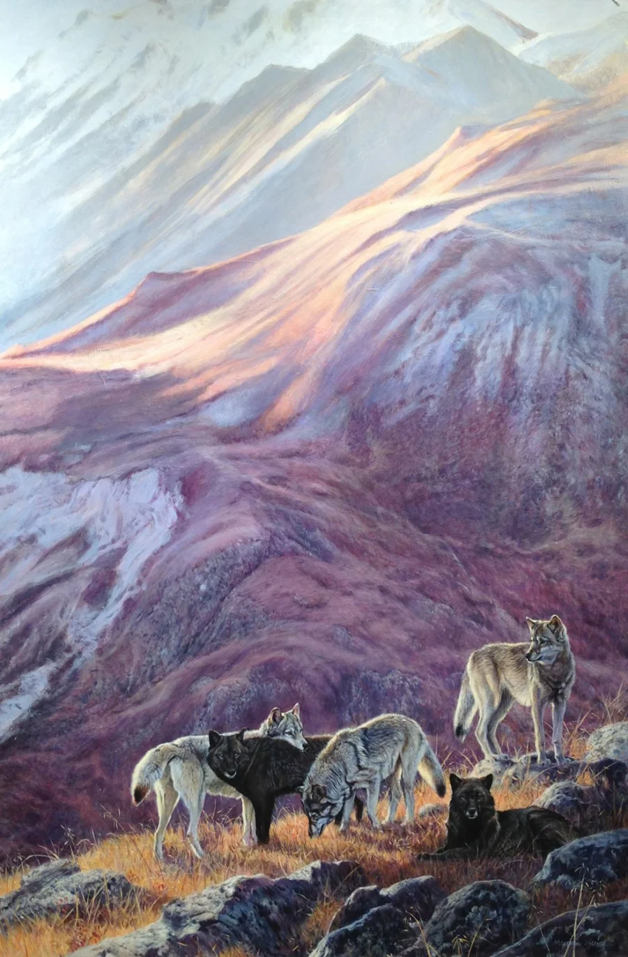 Denali Wolf Pack, Matthew Hillier