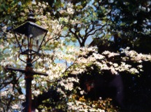 LampPostWithDogwood_7.75x10.30image_pastel.jpeg