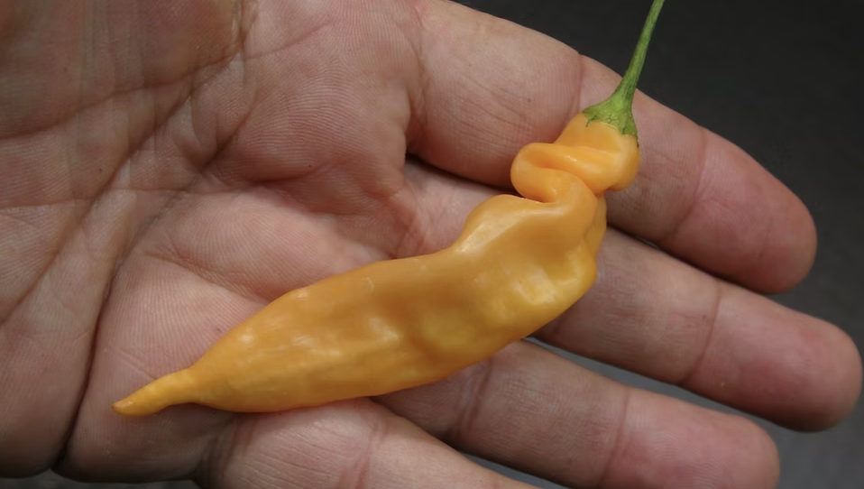 Screenshot 2025-12-12 at 4.03.41 PM.png