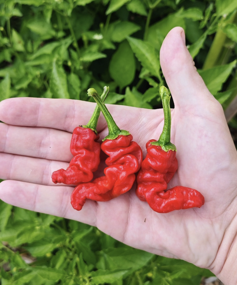 Screenshot 2025-12-12 at 4.01.24 PM.png