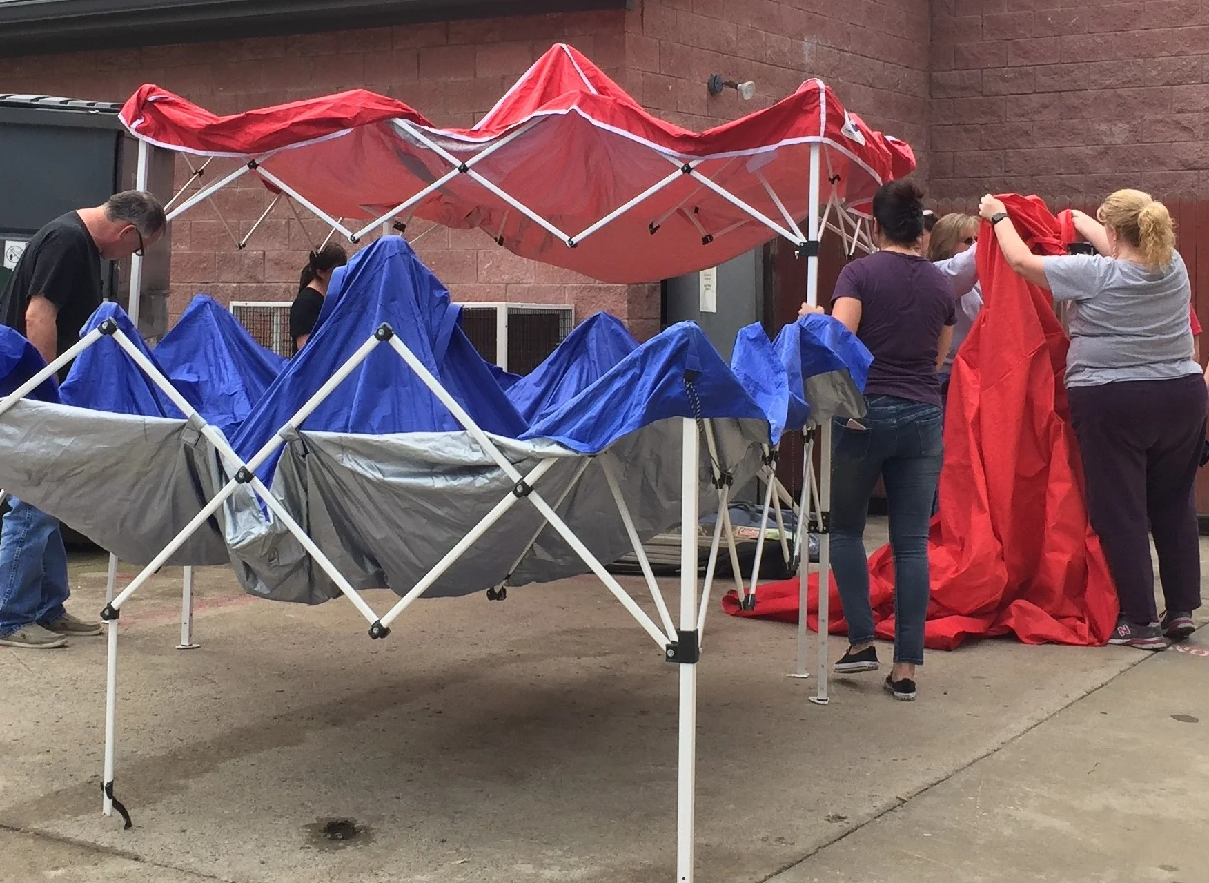 Setting Up Tents, Playing with Cats, Walking Dogs - Operation Kindness Animal Shelter