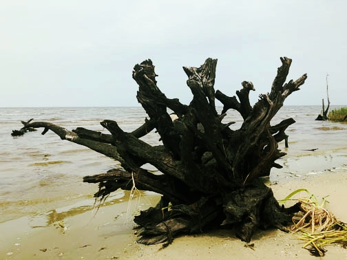 Lake Ponchartrain 2018
