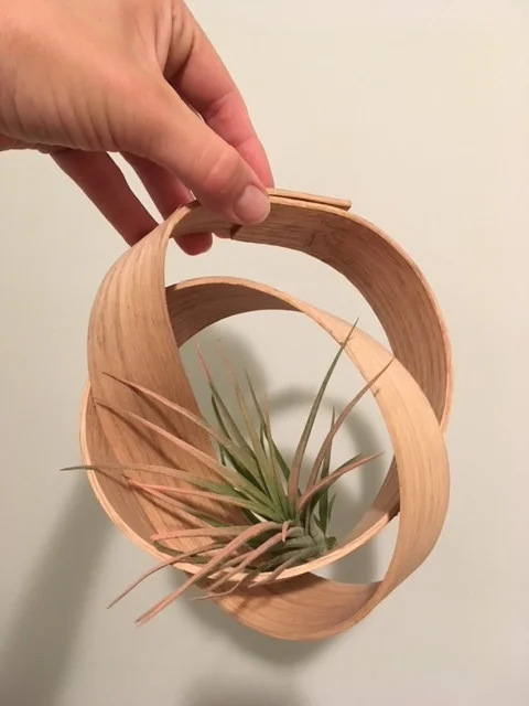 Air Plant Holder