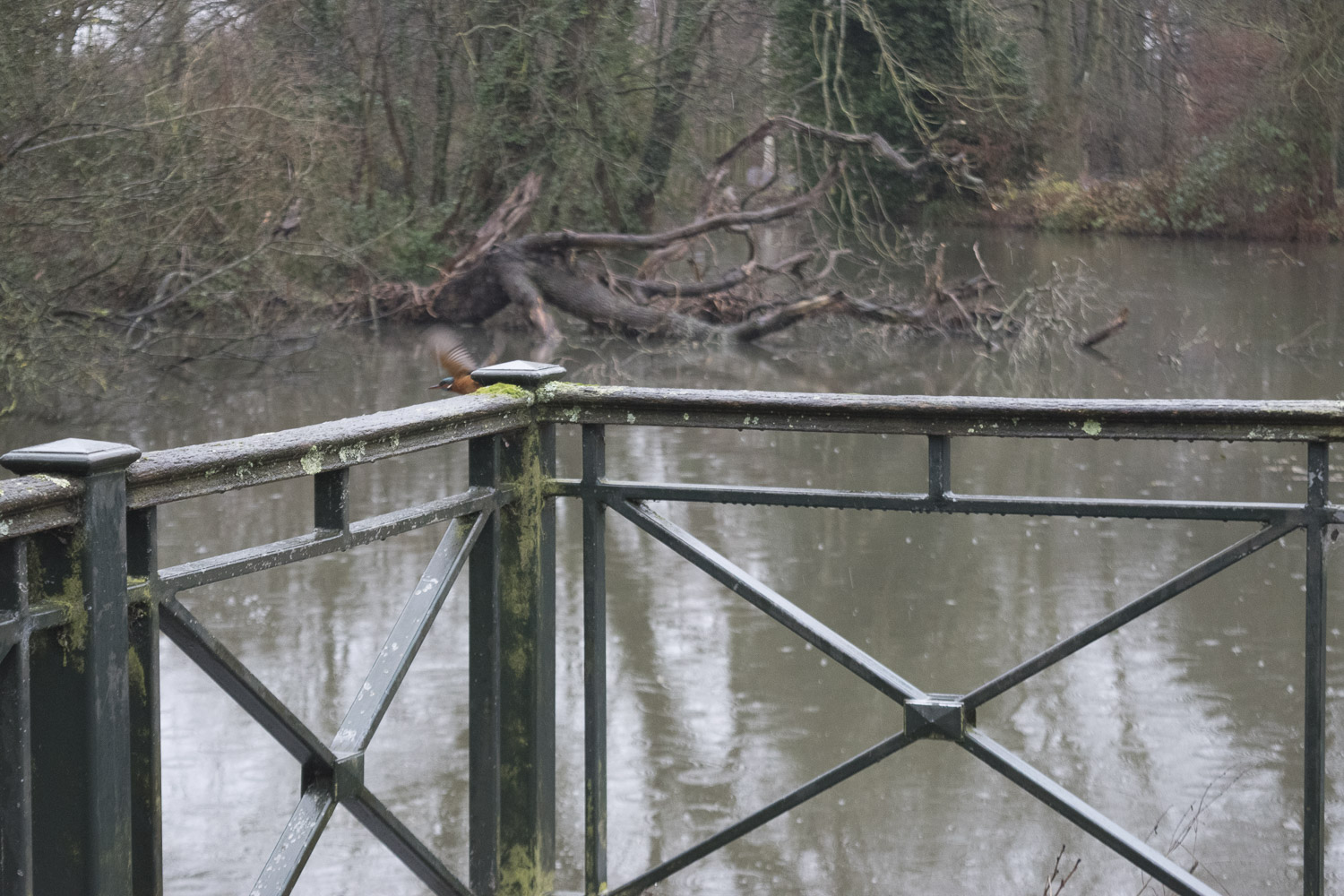 kingfisher_bushy_01_1500.jpg
