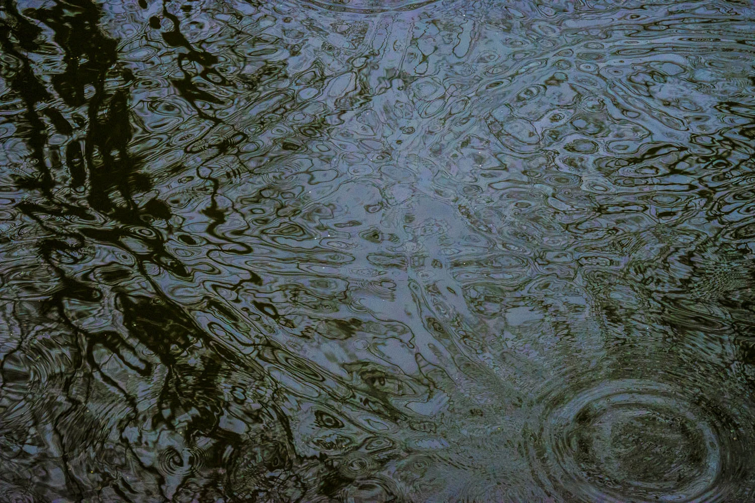 bushy_raindrops_03_1500.jpg
