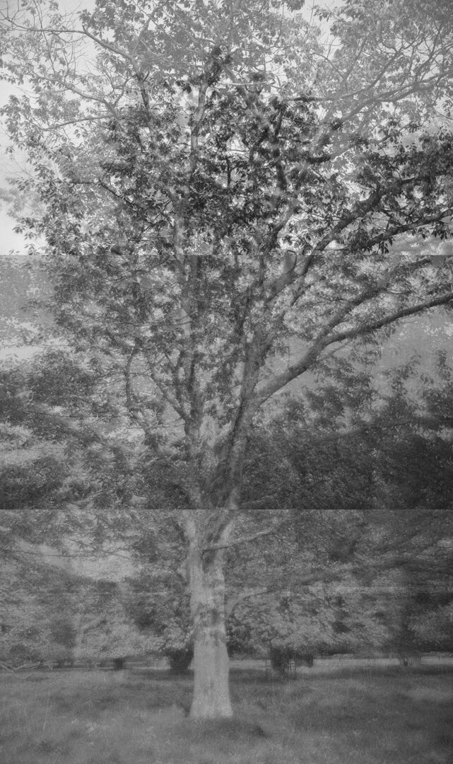  In a time of self-isolation and social distancing, Moments of Eternity encapsulates the disconnected connections between individuals. As with trees, there is an invisible network of communication that enables society to continue working together. Th