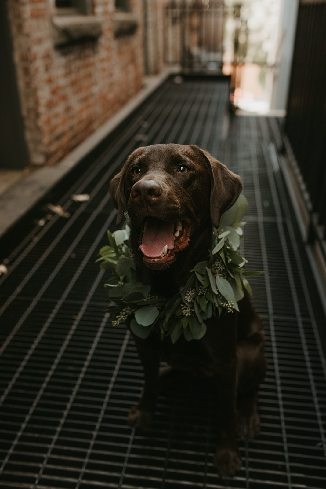 Wedding Dog North Bloom.jpg