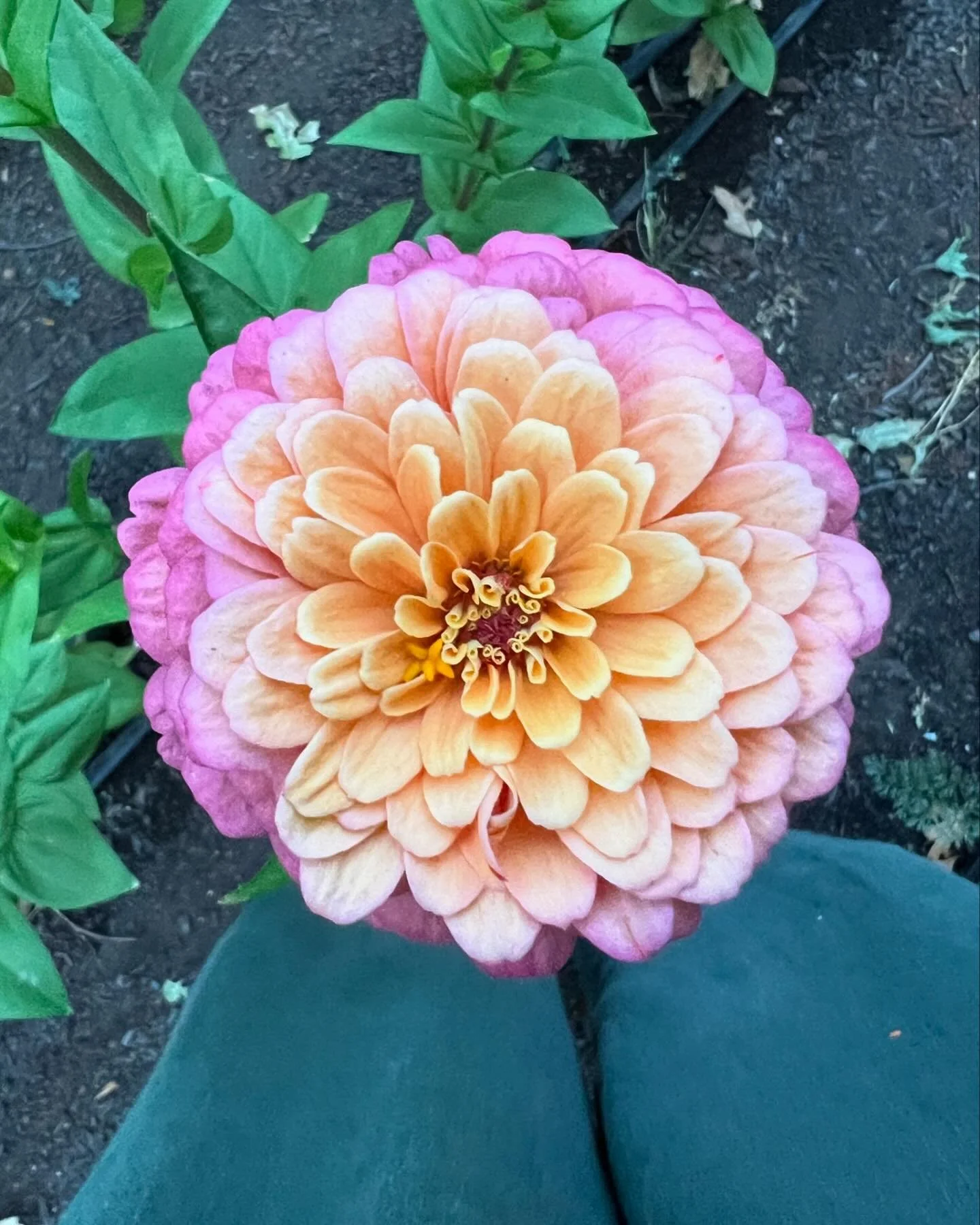 After a long break from Instagram, I&rsquo;m back with exciting news! 🌸 During my time offline, we&rsquo;ve been growing something special&mdash;literally. We have started cultivating our own flowers, and I can&rsquo;t wait to share them with you al