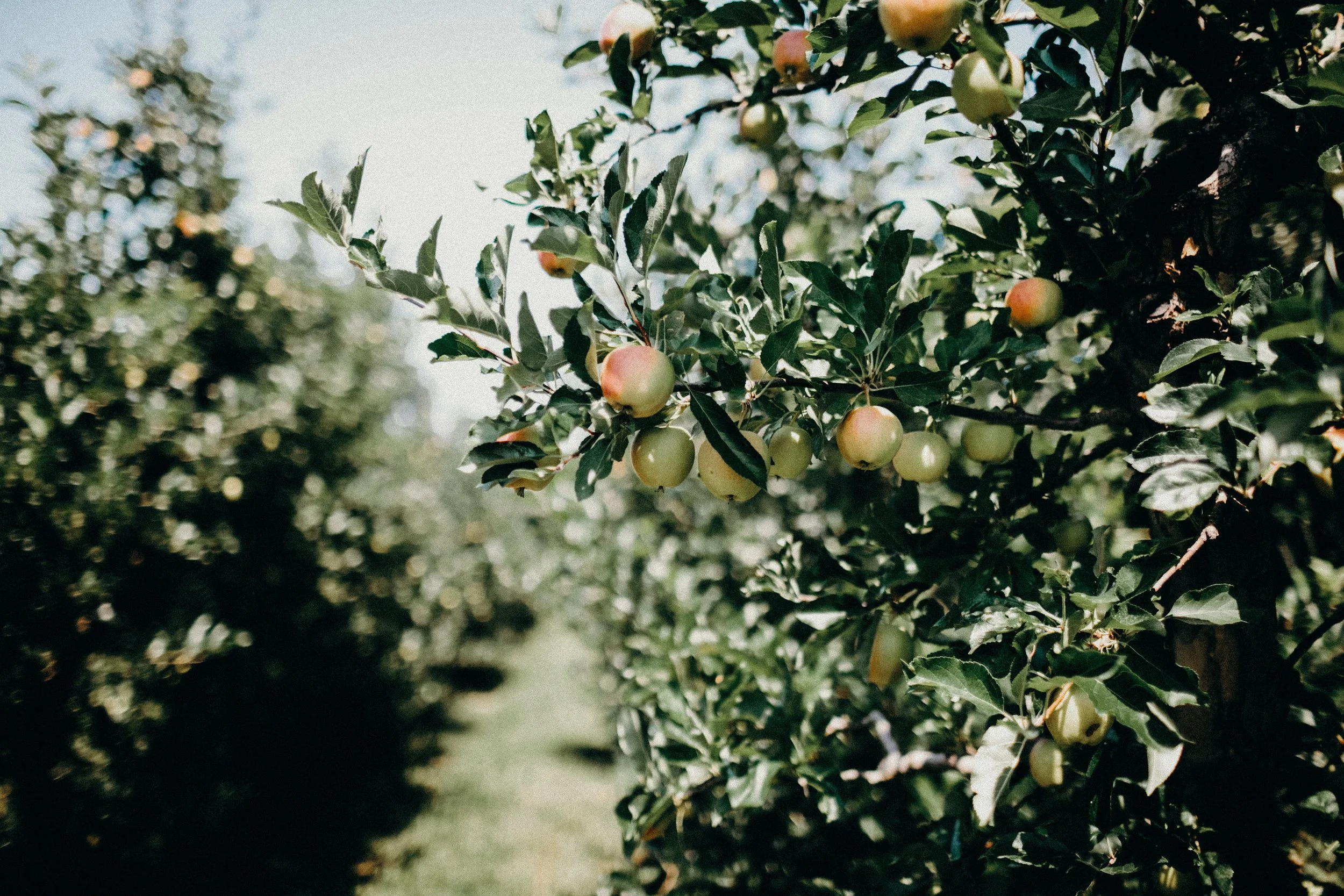 Carter Mountain Orchard Girls' Day