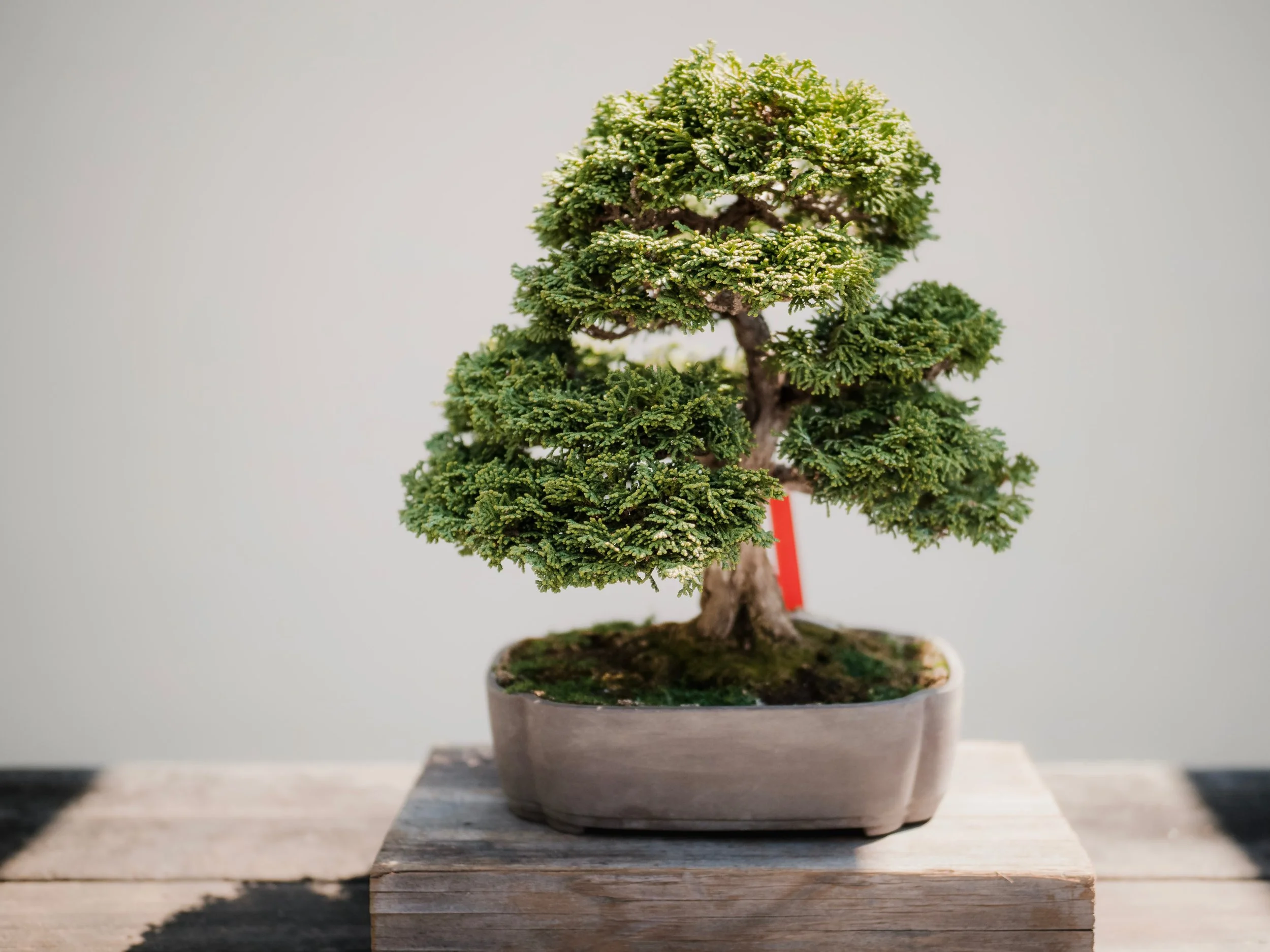 The Art of Bonsai