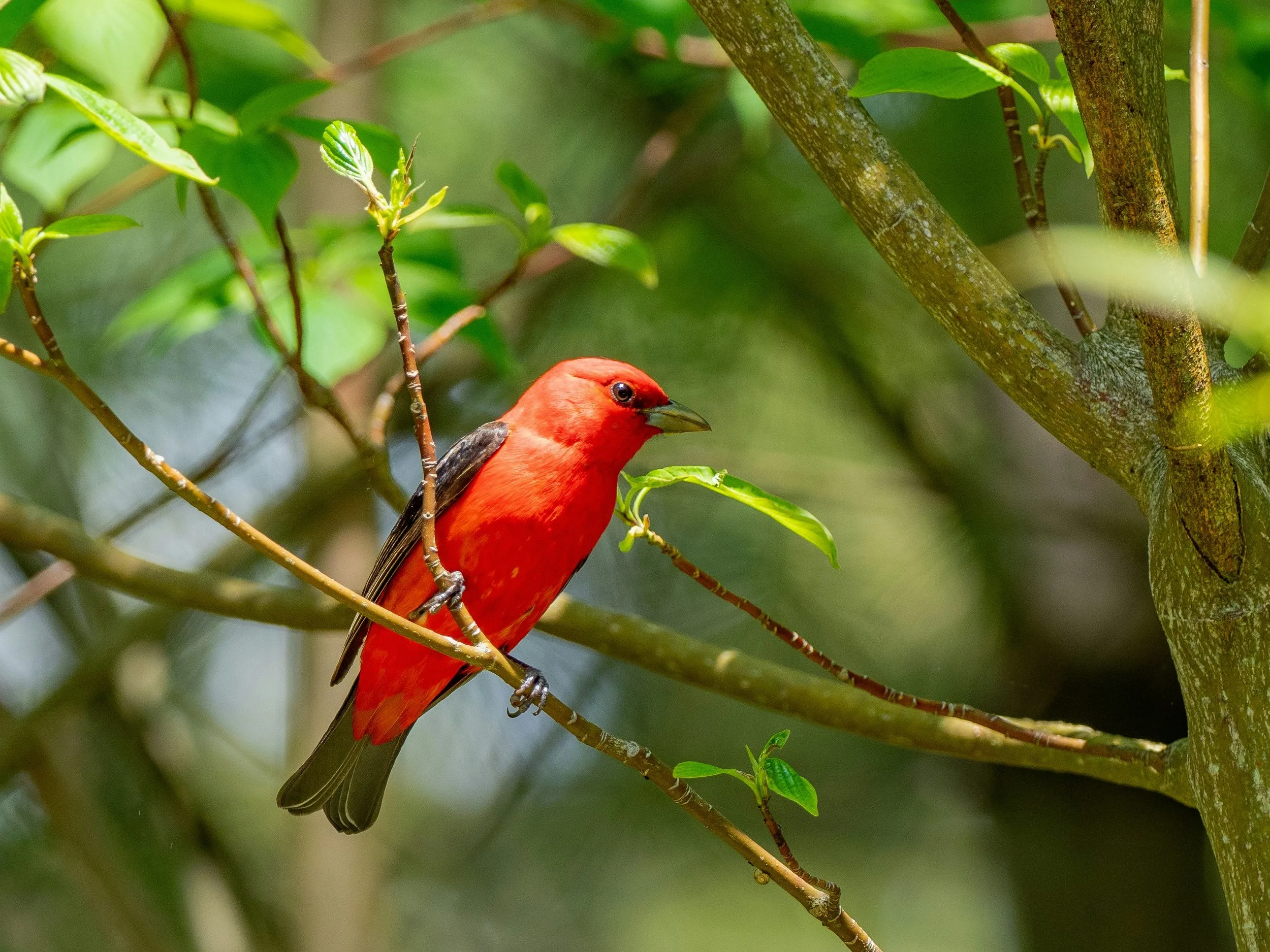 Bird(watch)ing at Powhatan State Park