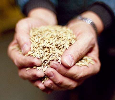 Lantmannen in Helsingborg handles 400,000 tons of grain every year. Variable Speed Drives from Emotron control the fans used for drying. Constant flow is critical when using air to separate the grain from the chaff.