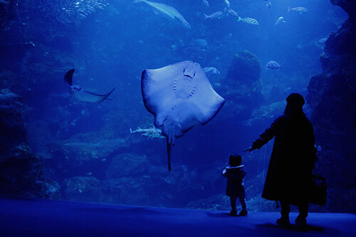 Aquariums