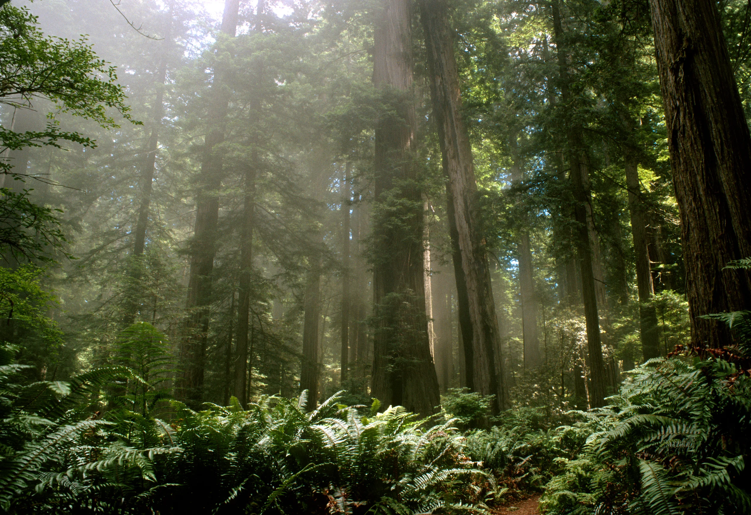trees-medium.jpg