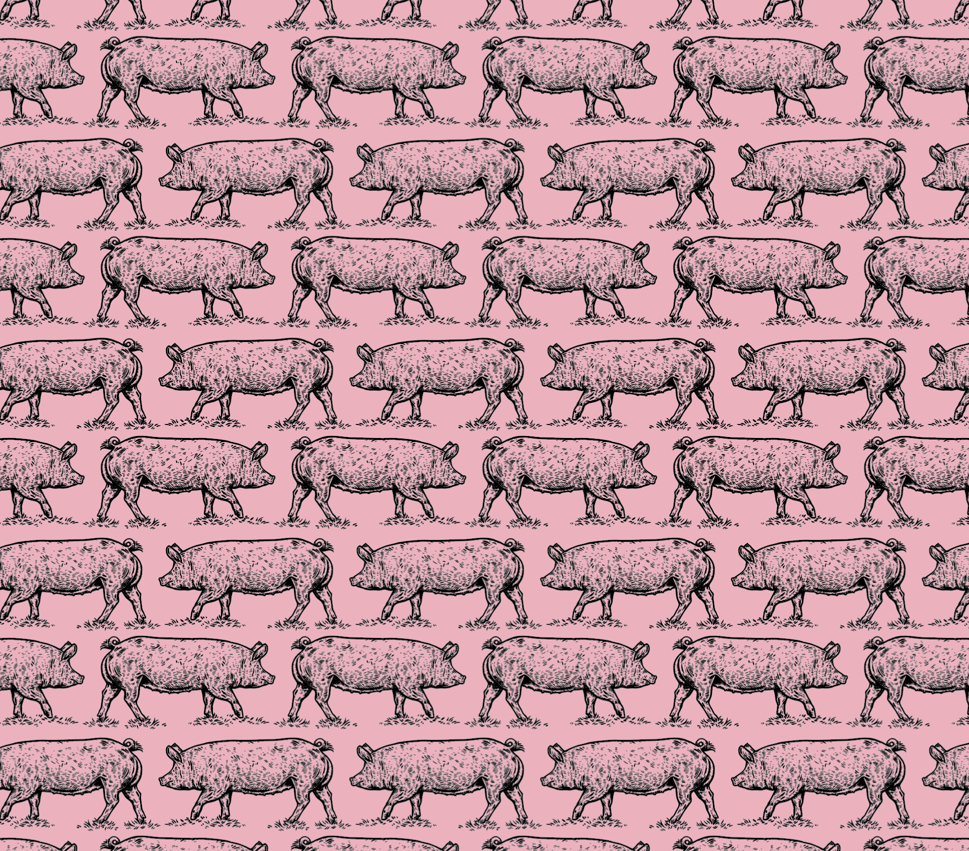  Pink Pig print, Ariat S/S25 
