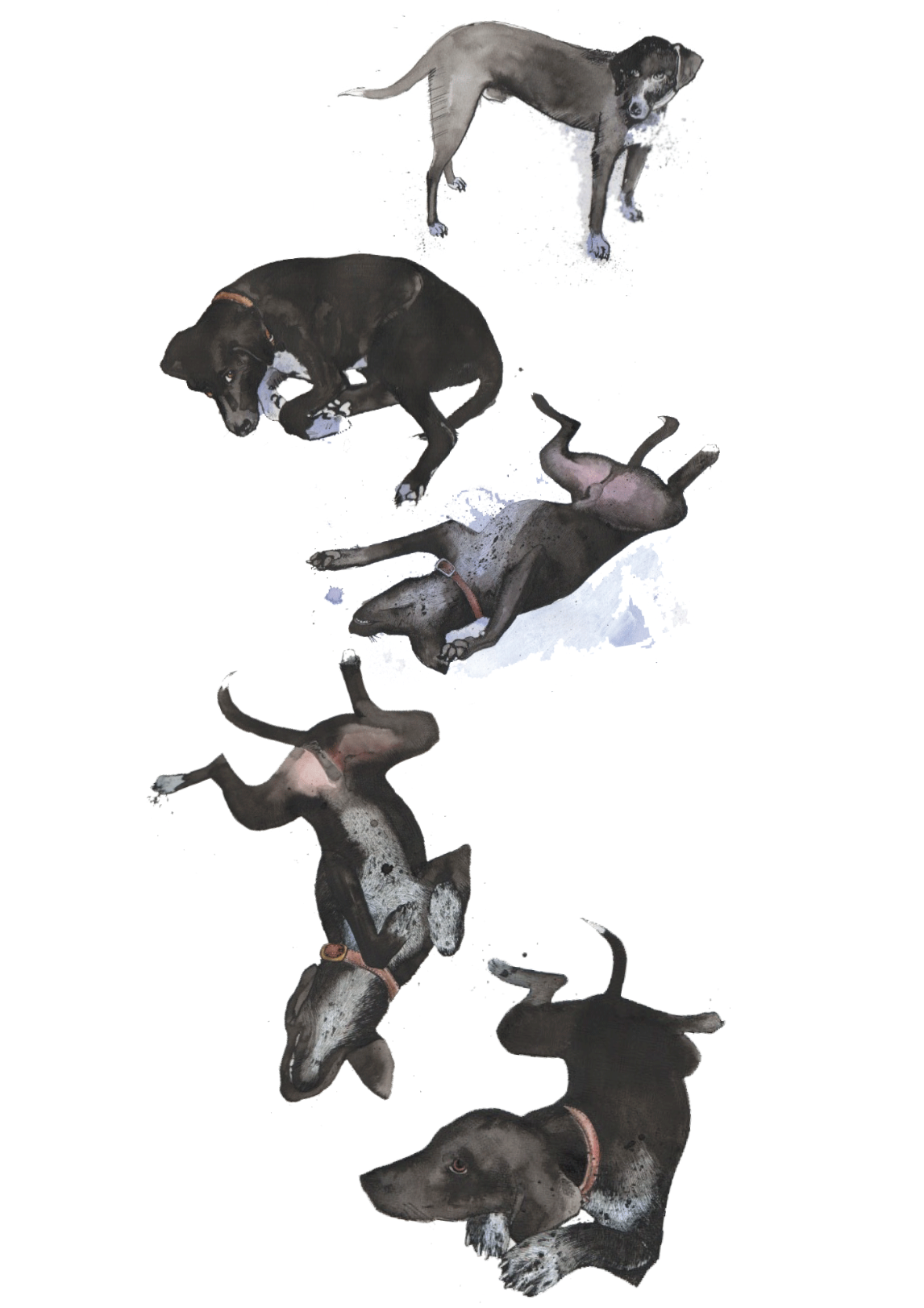   Blue,  ink and watercolor on paper,  2012  