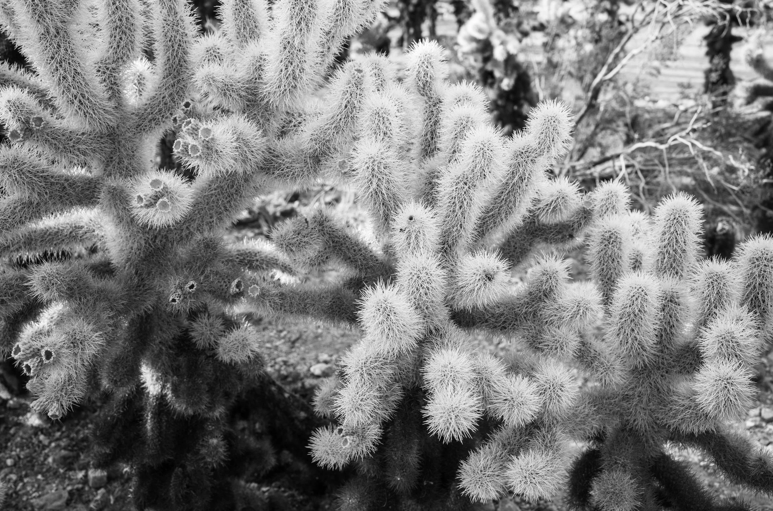 L1001177.jpg
