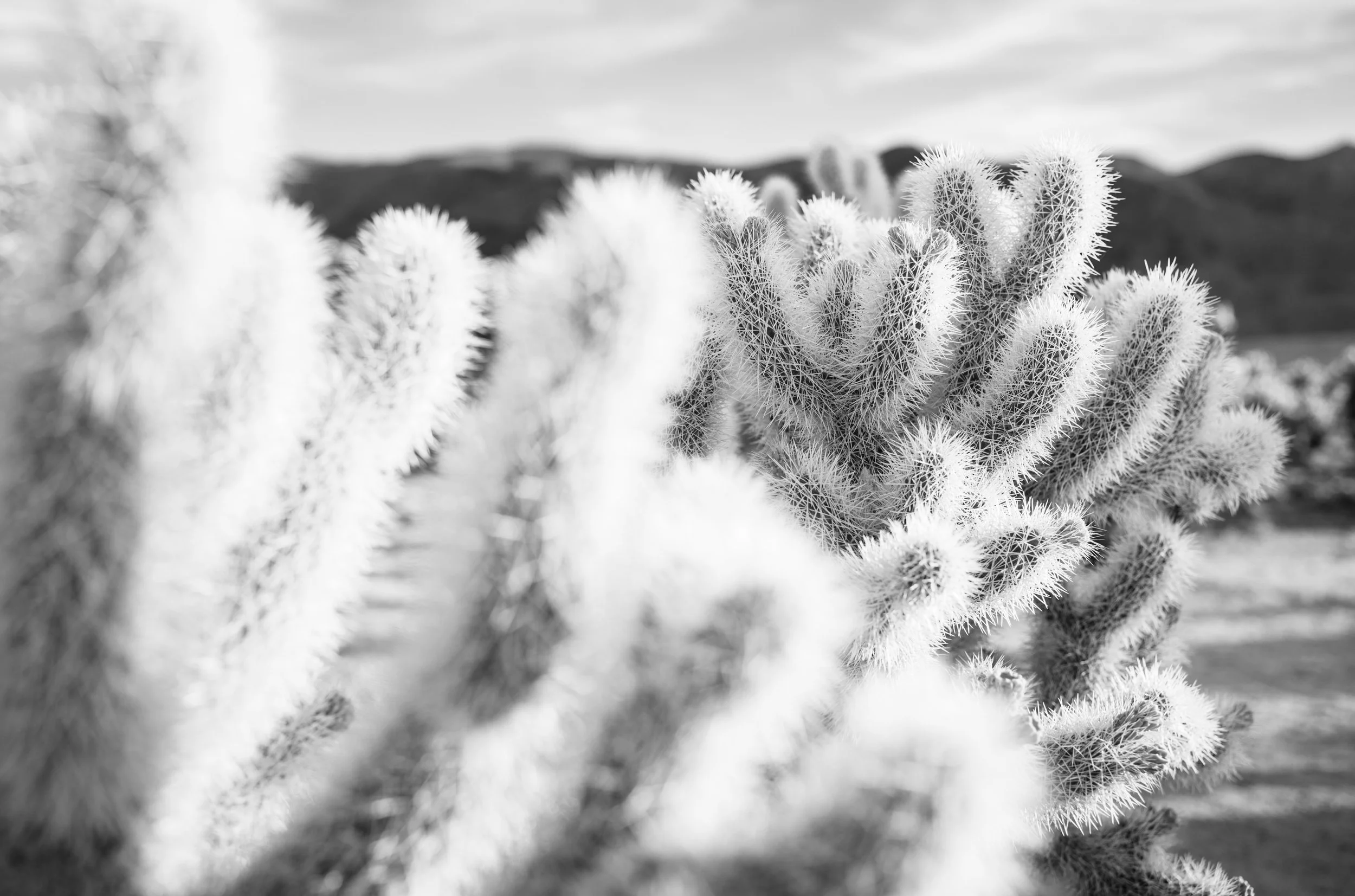 L1001156.jpg