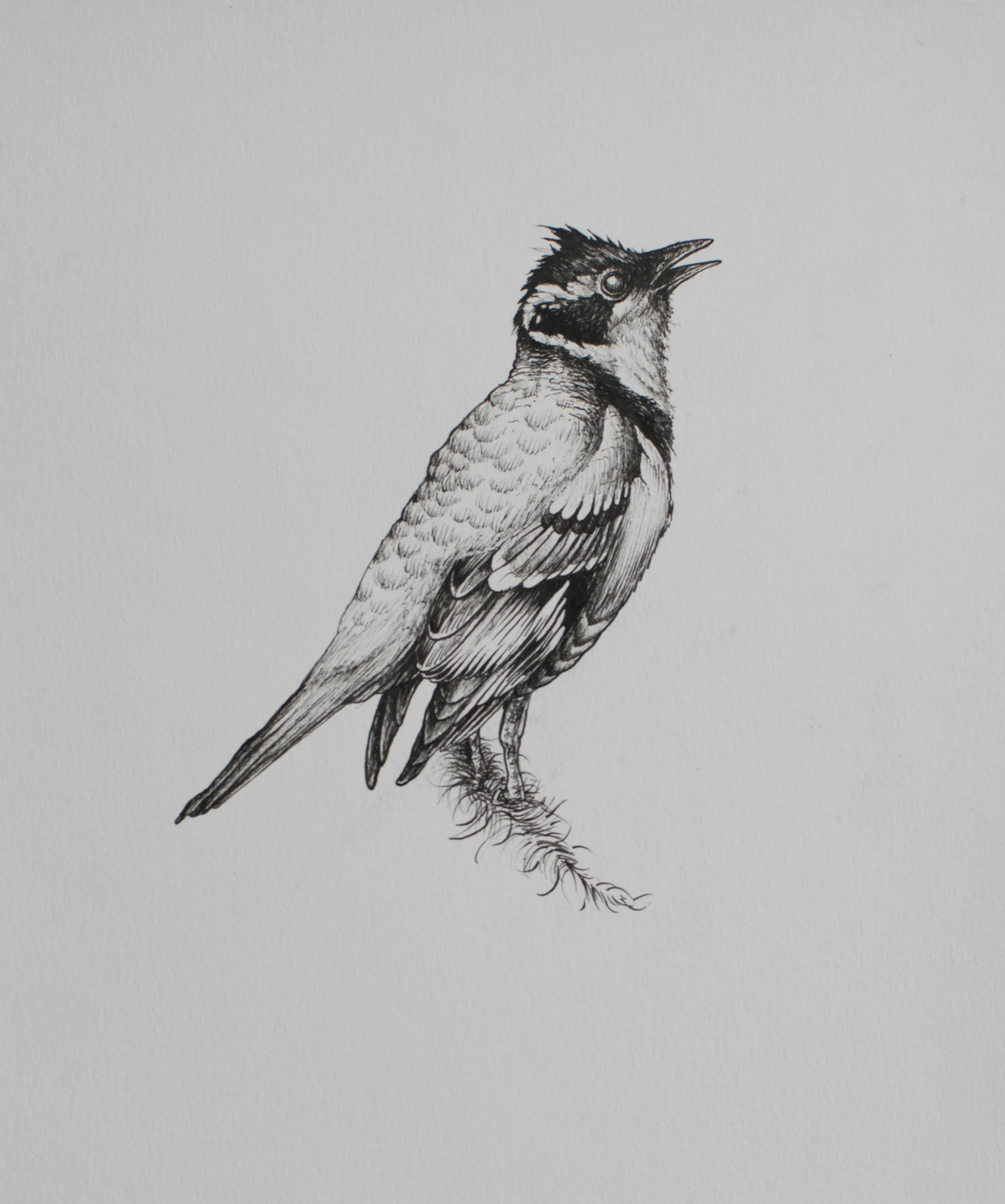 Desenho original assinado Nanquim sobre papel Fabriano Acid free 21 x 30 cm