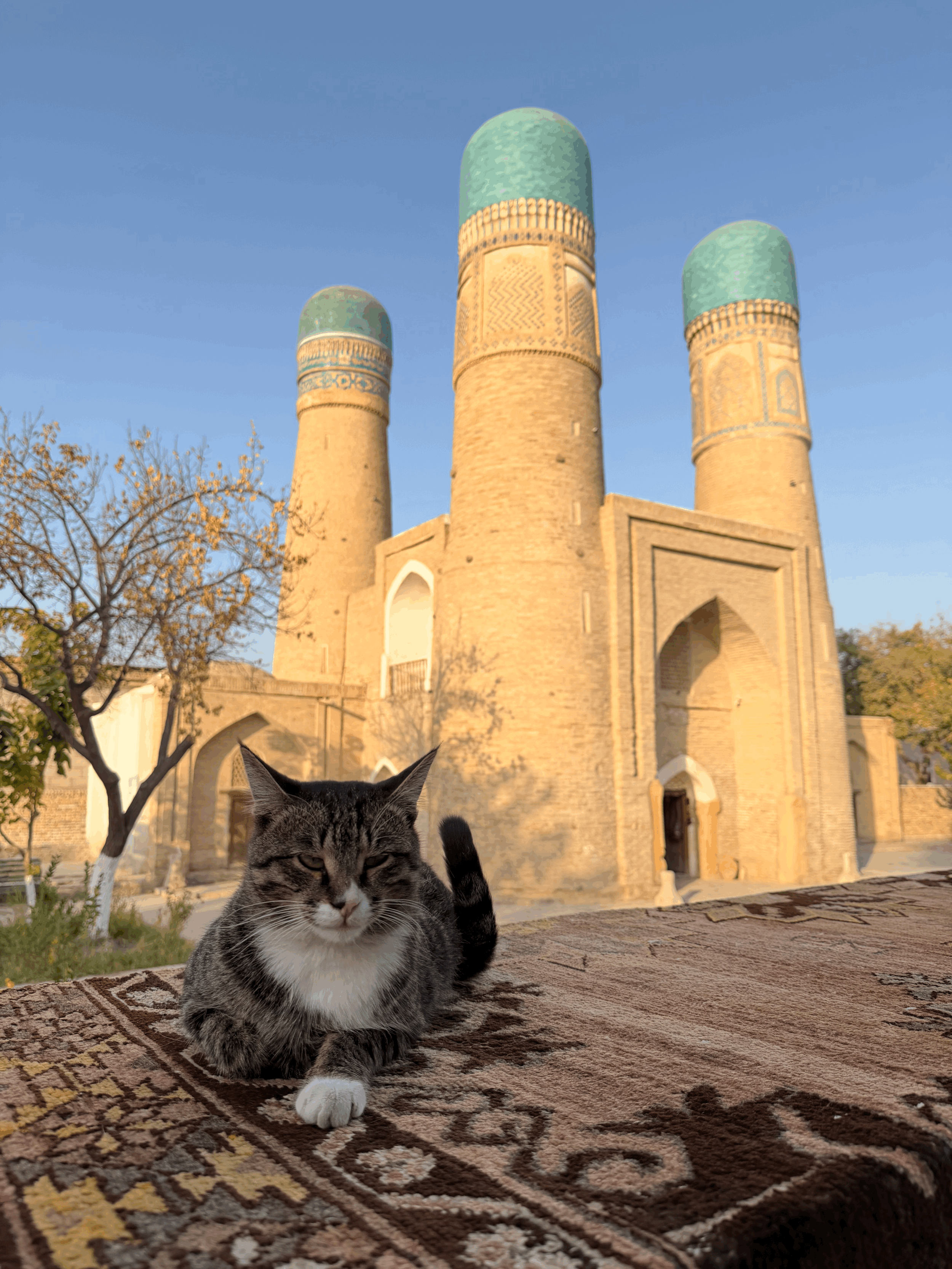 tempImagetcdlI6.gif