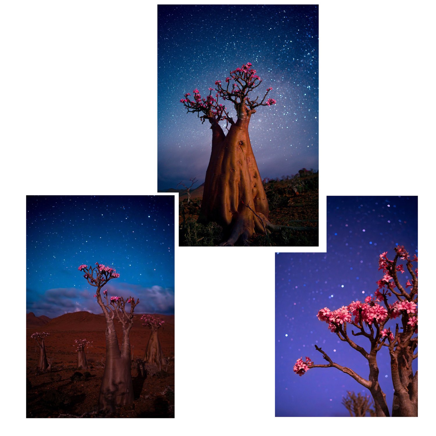 Moonlit Socotran Bottle Trees — Abdul Dremali