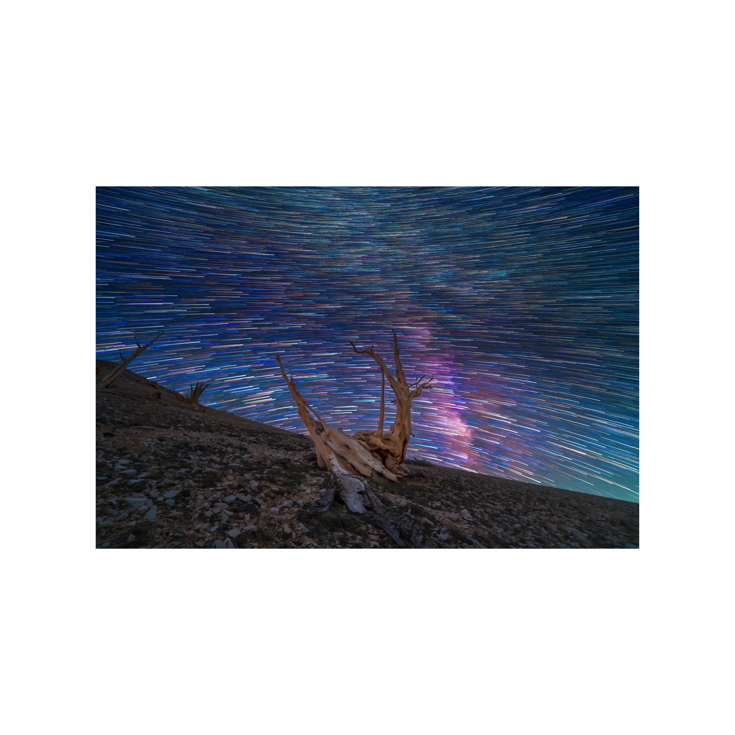 ancient bristlecone pine forest astrophotography star trails.jpeg