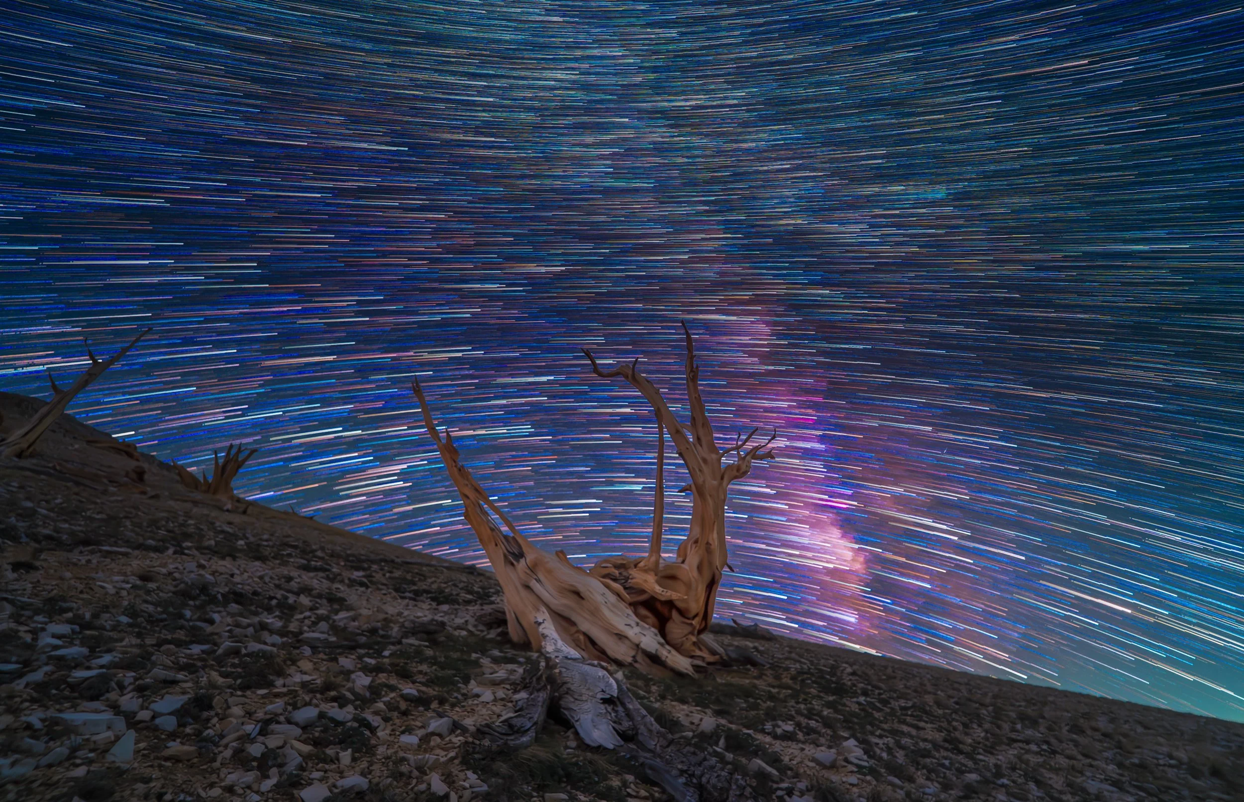 The milky way and startrails over the ancient bristlecone pine forest in california. Astrophotography by Abdul Dremali. See the milky way today with Starlight Voyages