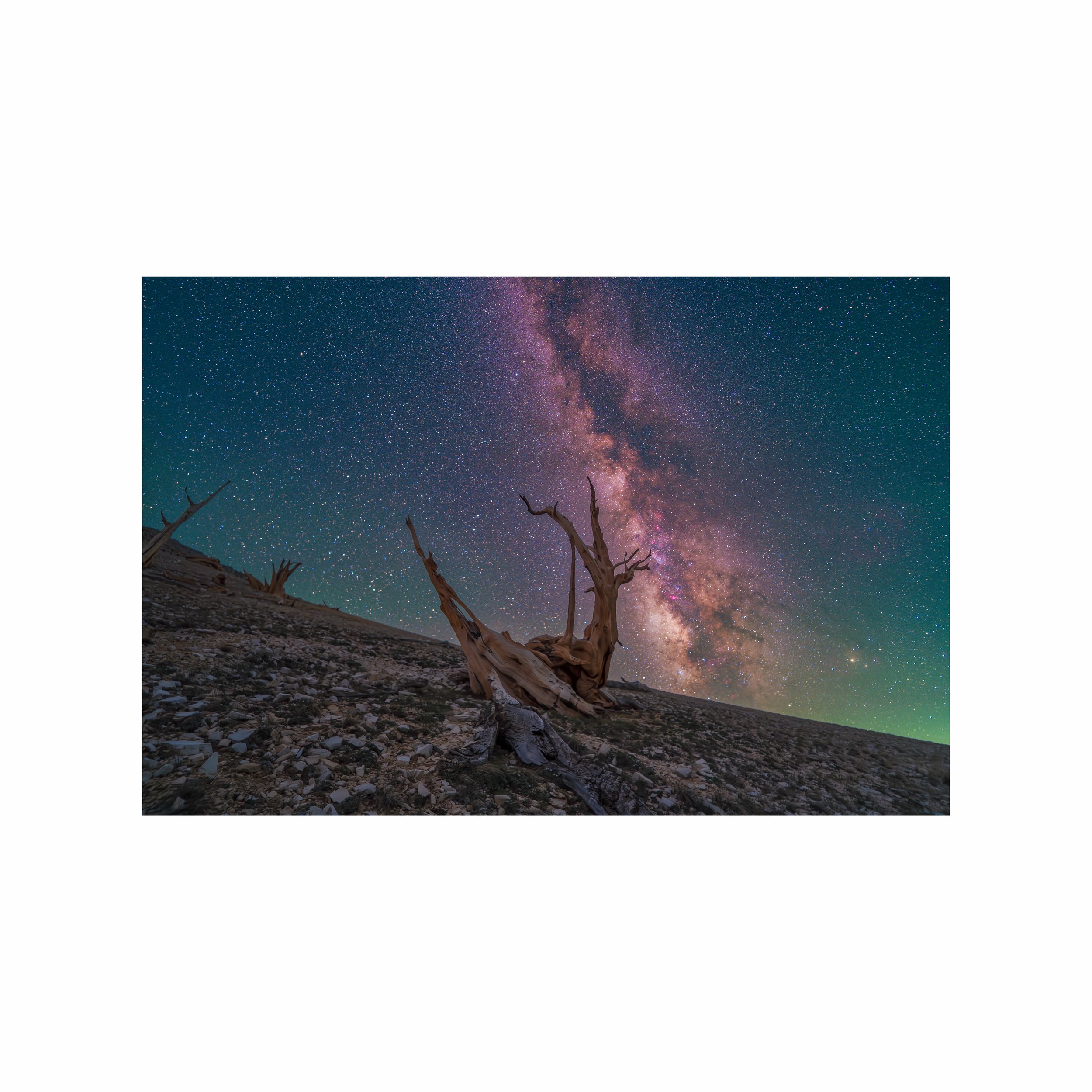 ancient bristlecone pine forest stargazing milky way.jpeg
