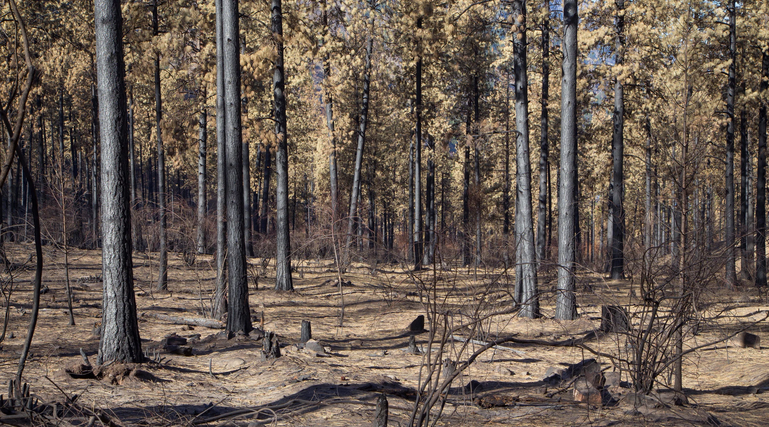 © Justin Haug, WDFW