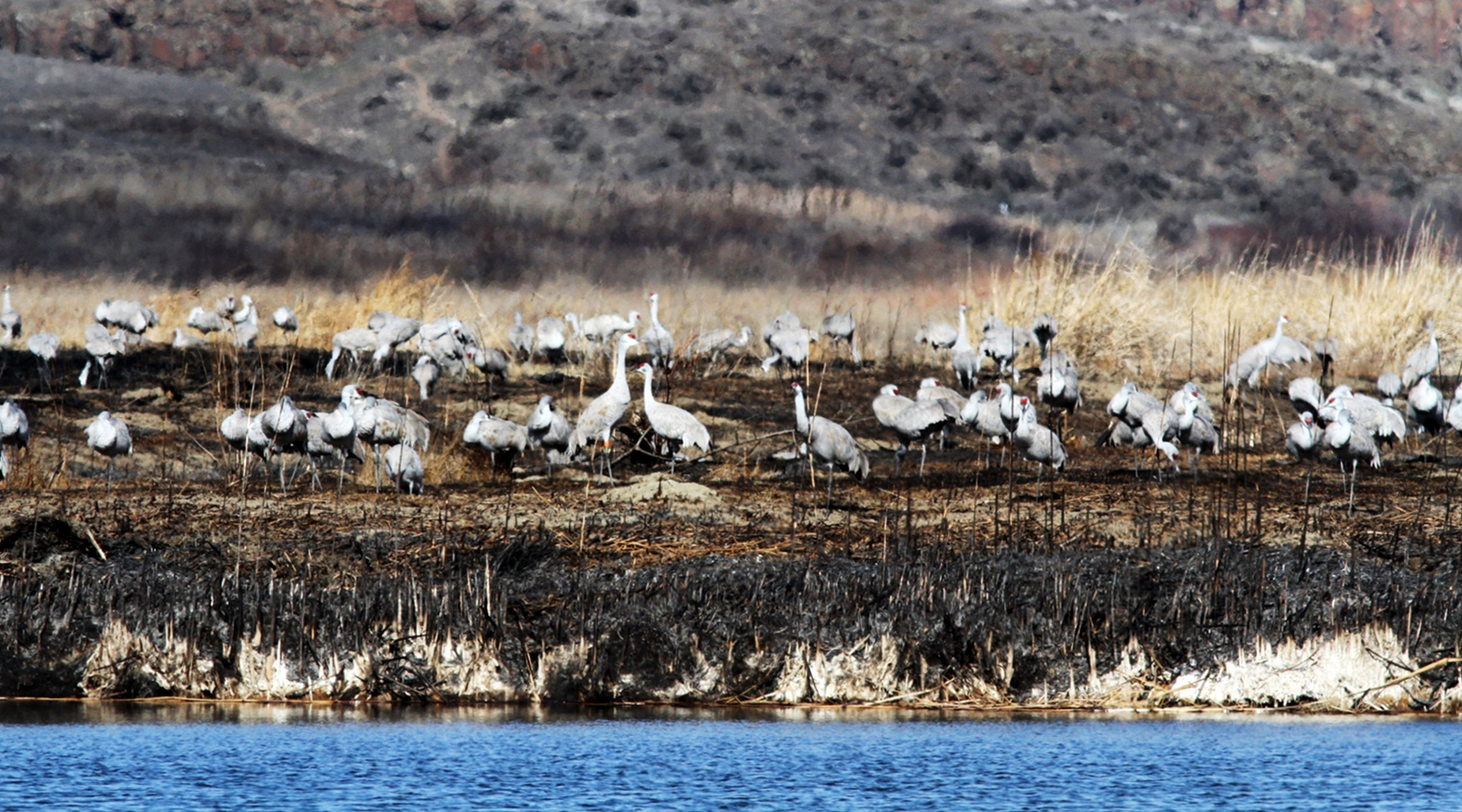 © Gordon Warrick, USFWS