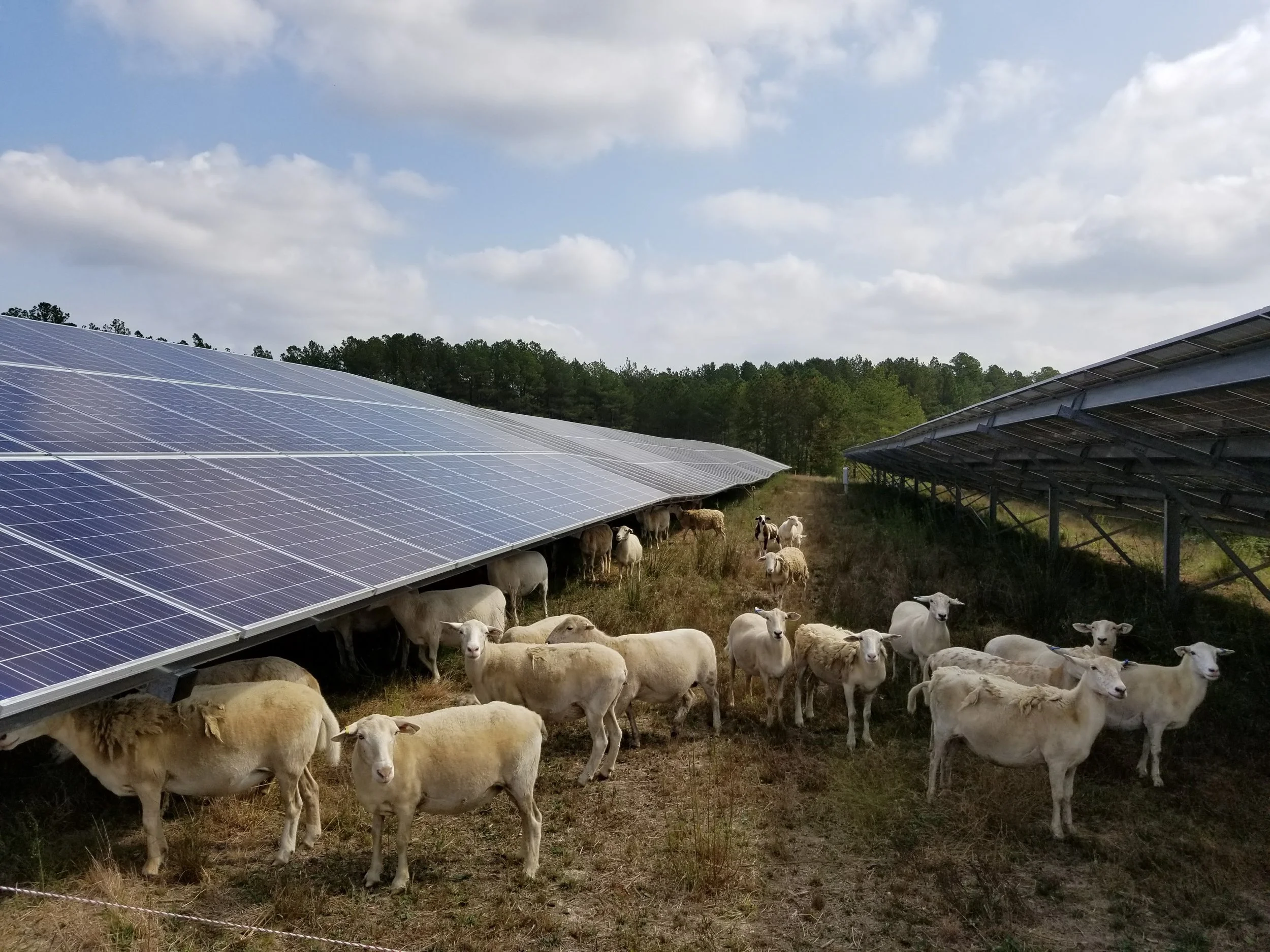 Sheep maintaining the grounds.