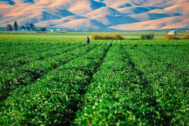 Food for Thought: How Immigration is Impacting California Food