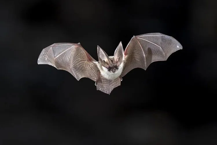 ENLIGHTENMENT: Why We Should Love Our Local Bats (Includes Live Bats and Bat Trivia for a Good Cause)