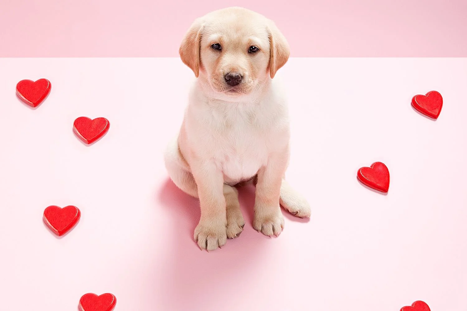 Trivia for a Great Cause:  All About Love . . . and Puppies!