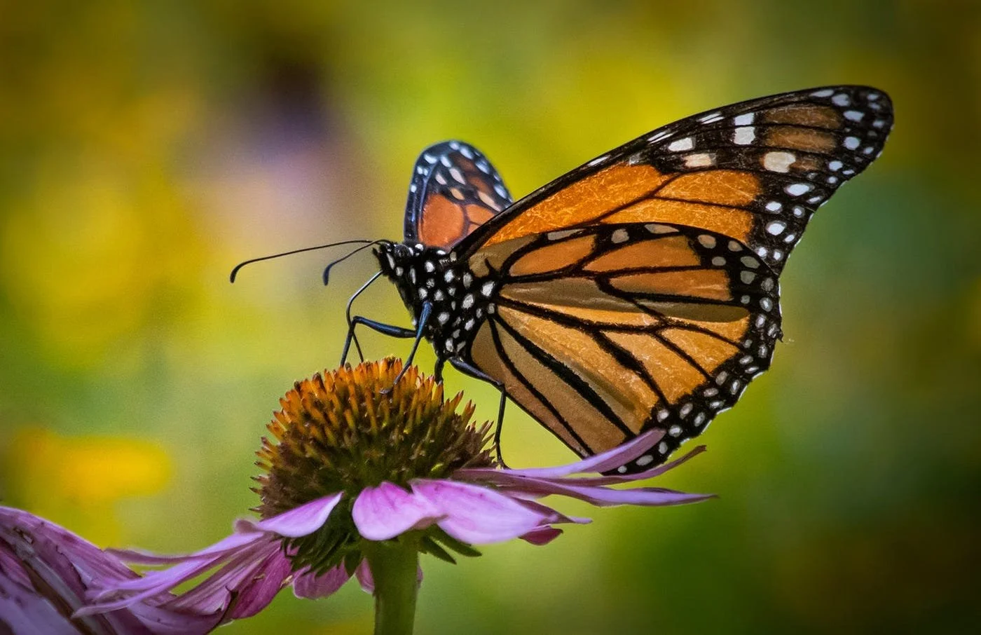 Sacramento Science on Tap:  Can We Save the Monarch Butterfly?