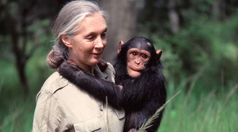 ENLIGHTENMENT Movie Night: In the Jungle with Jane Goodall