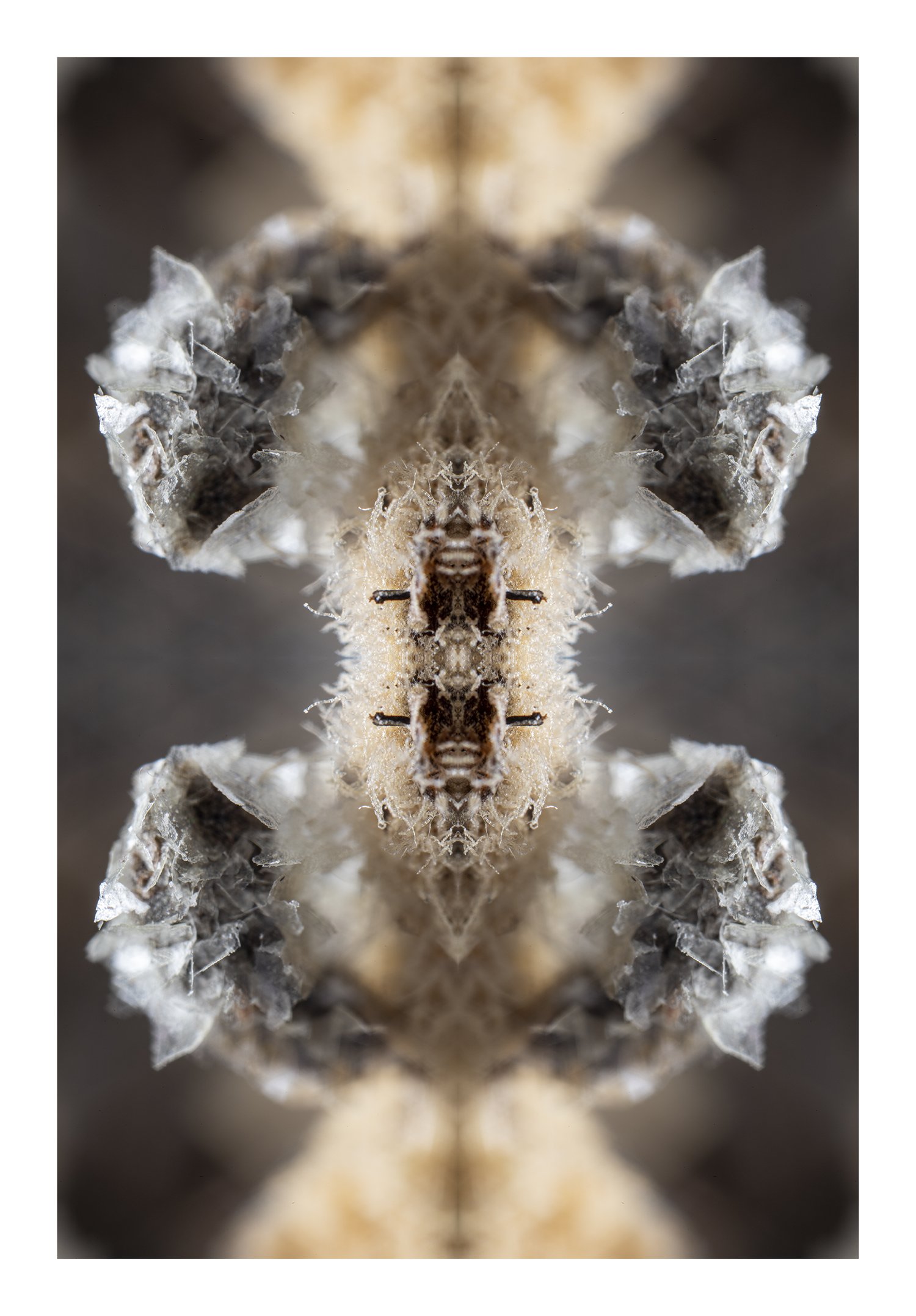 Crystallized Fungus #2.jpg