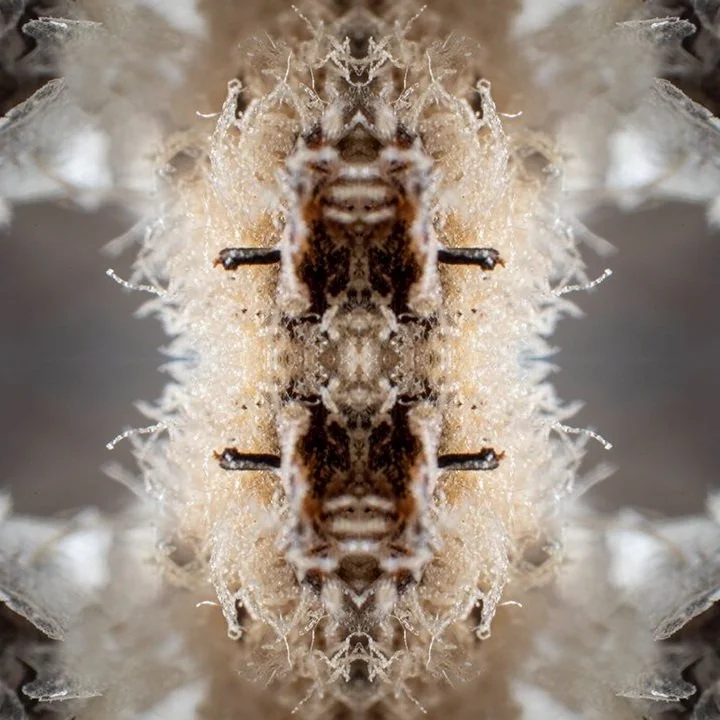 MelissaPrestonJessell-CrystallizedFungus2-46x32-cprint-2021-1450.jpg