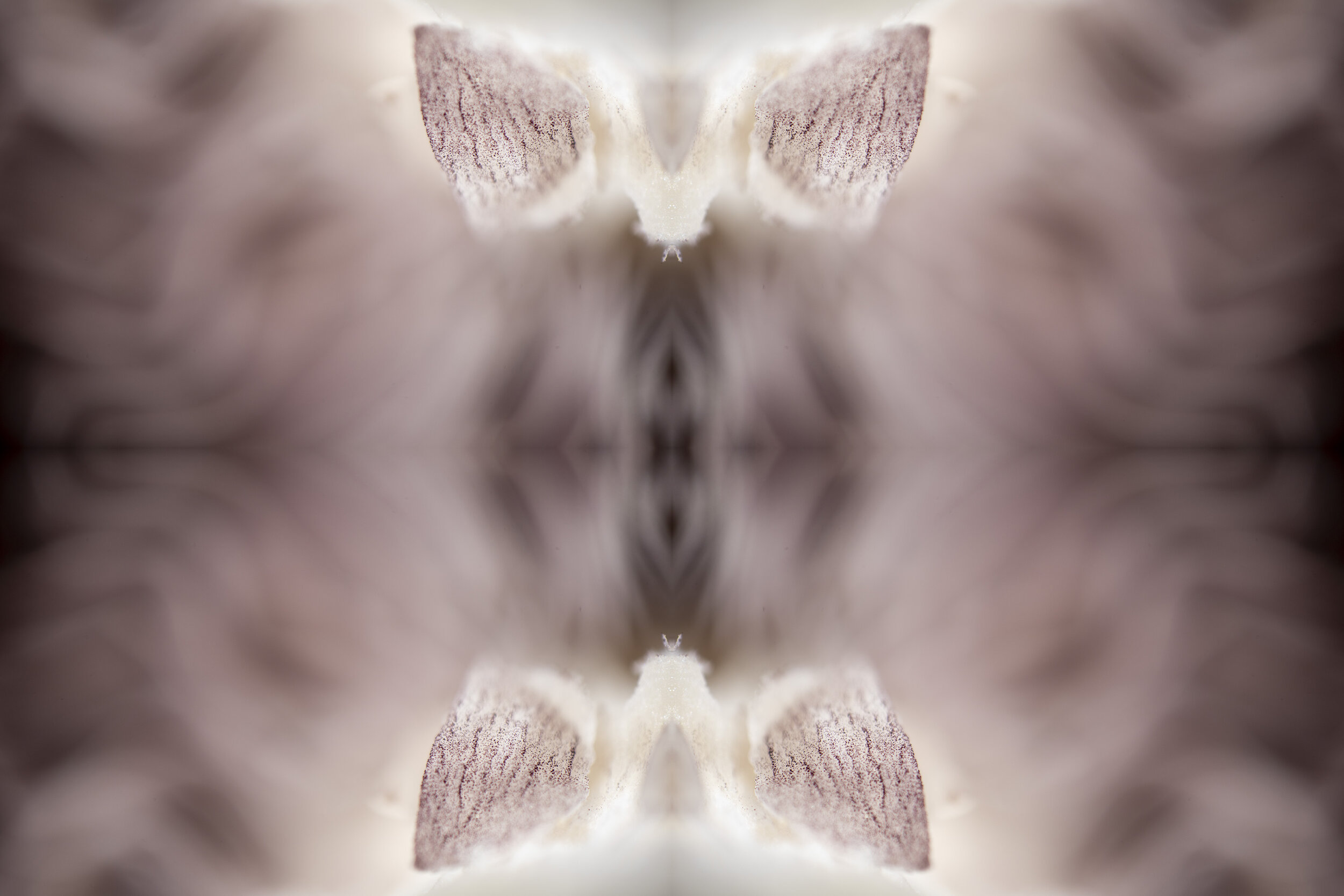 IMG_1771(no border for site).jpg