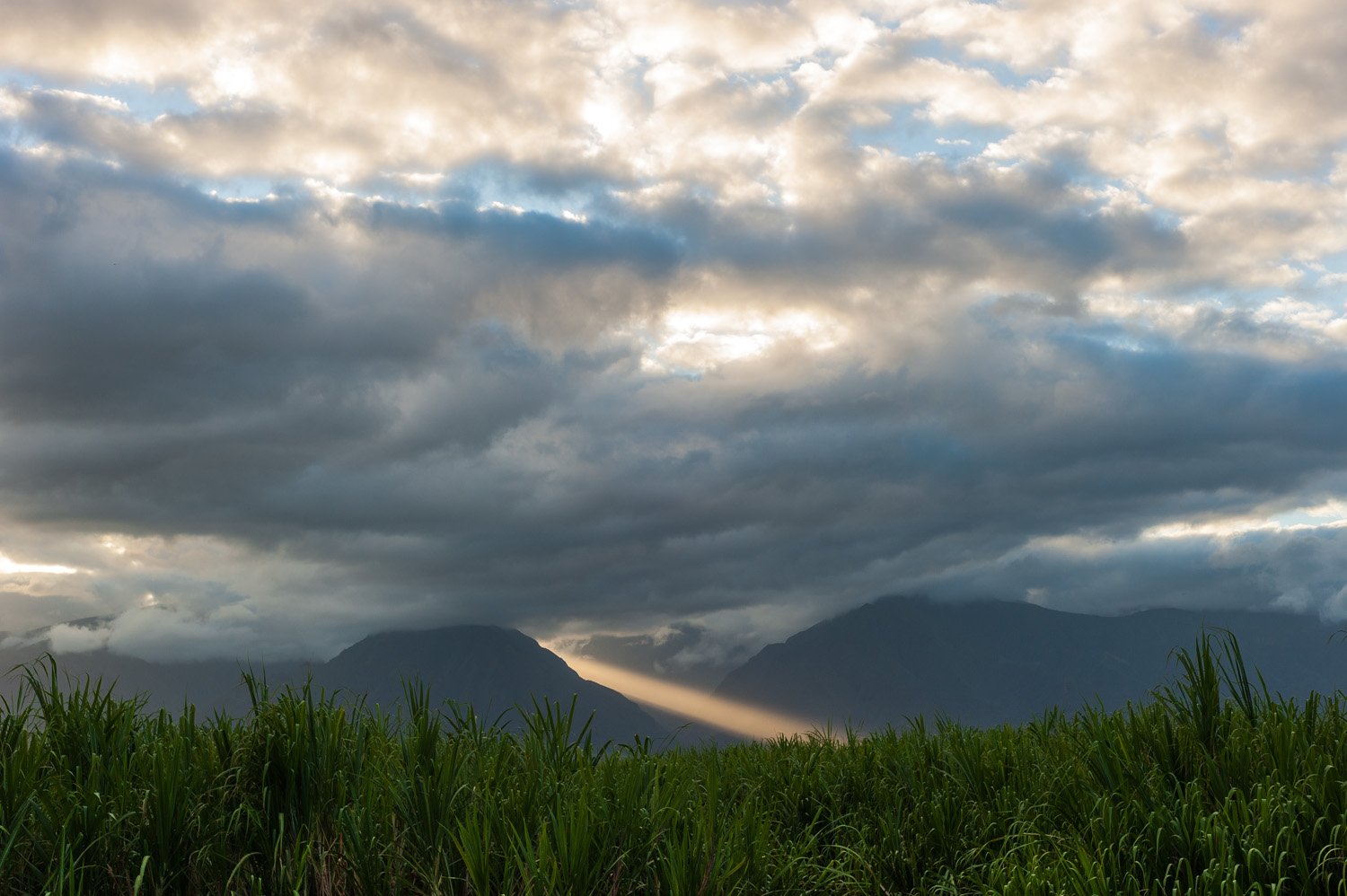 Sugar Cane Fields, Maui Hawaii