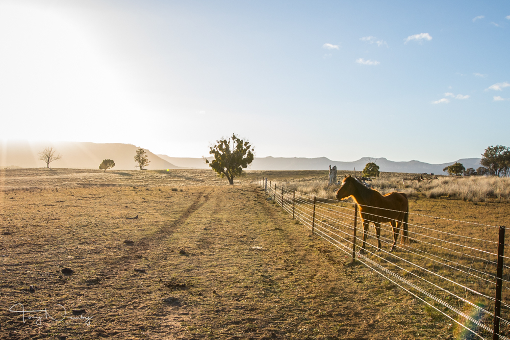 Capertee Valley Glen Alice horse-396.jpg