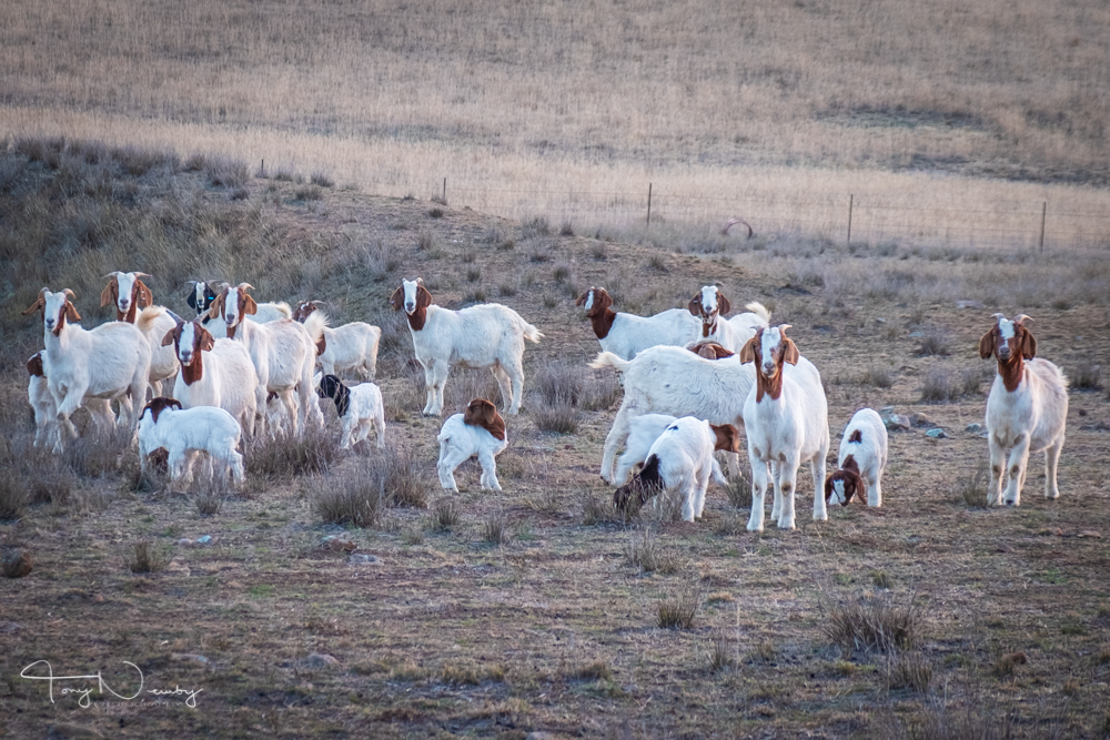 Capertee Yarraglen goats.jpg
