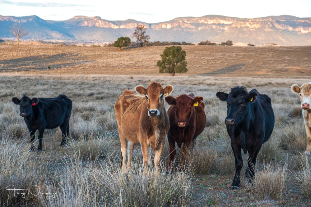 Yarraglen Glen Alice cows.jpg